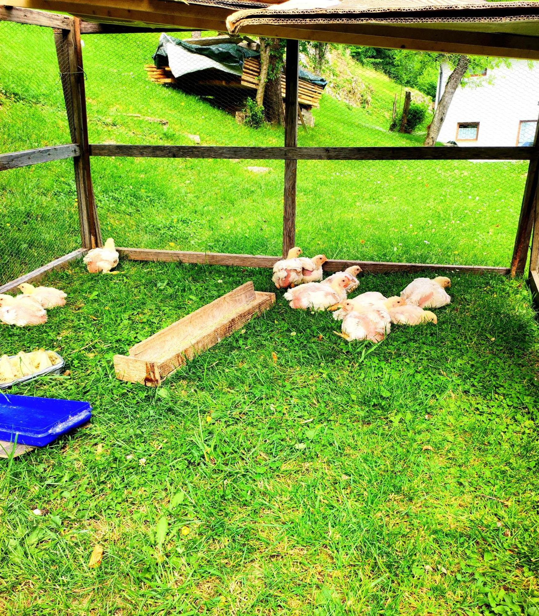 Haus Primosch * Schiefling am See